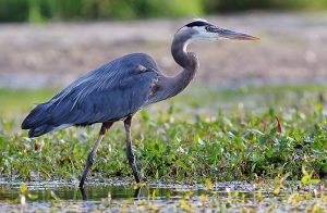 Great-Blue-Heron-Lafayette-LA