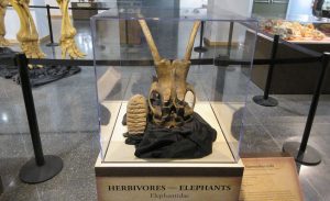 Display-Case-at-Lafayette-Science-Museum