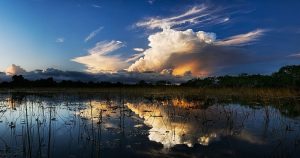 Swamp land during sunset