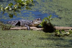 Alligator near Layfayette, LA