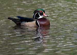 Wood Duck