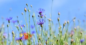 Wildflowers against a blue sky