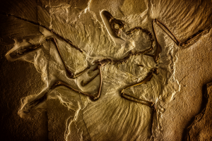 Dinosaur fossil in Lafayette, LA