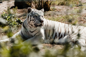 white tiger at Zoosiana in Lafayette, LA